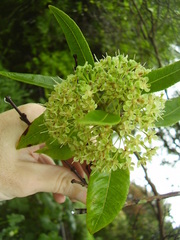 Backhousia citriodora