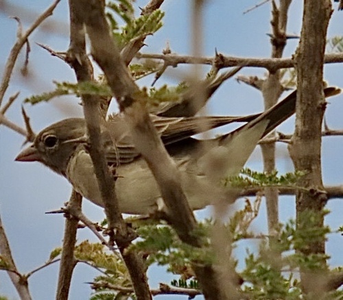 Yellow-spotted Bush Sparrow (Gymnoris pyrgita), photo 2