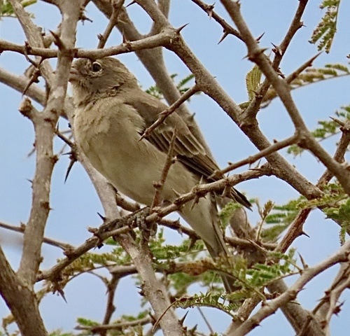 Yellow-spotted Bush Sparrow (Gymnoris pyrgita), photo 9