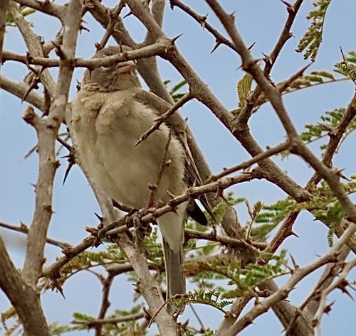 Yellow-spotted Bush Sparrow (Gymnoris pyrgita), photo 8