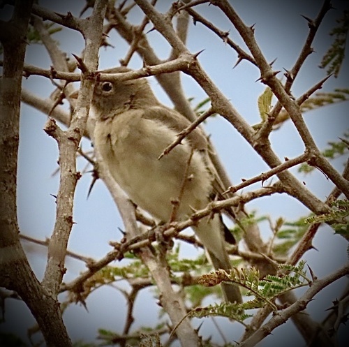 Yellow-spotted Bush Sparrow (Gymnoris pyrgita), photo 7