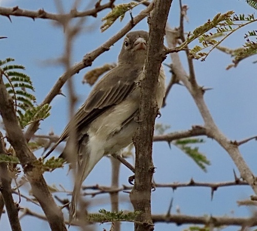Yellow-spotted Bush Sparrow (Gymnoris pyrgita)