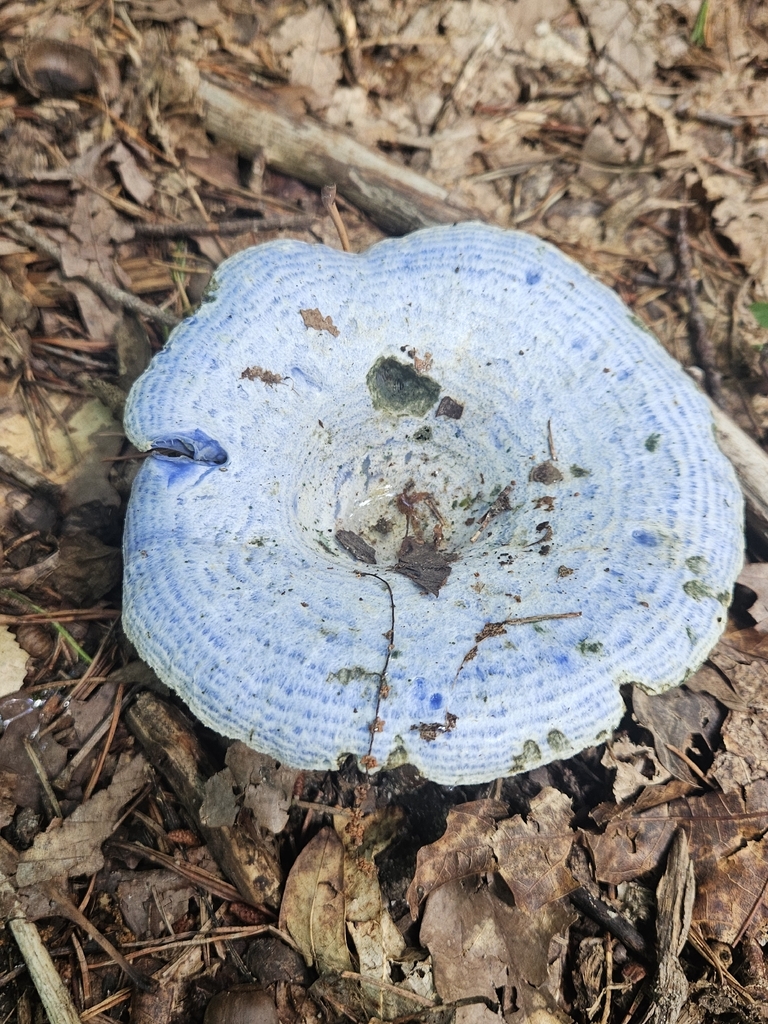 indigo milk cap · July 2026 · photo: Photo: (c) willingarden, some rights reserved (CC BY) · iNaturalist