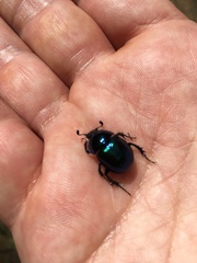 Phelotrupes auratus