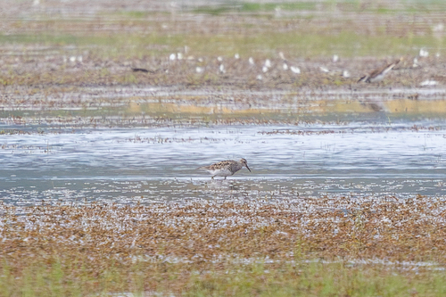 iNaturalist image