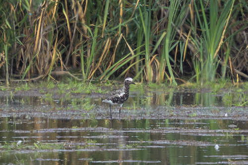 iNaturalist image