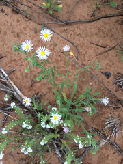 Erigeron bellidiastrum
