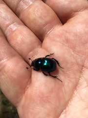 Phelotrupes auratus