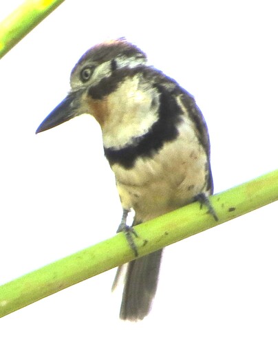 Russet-throated Puffbird (Hypnelus ruficollis), photo 10