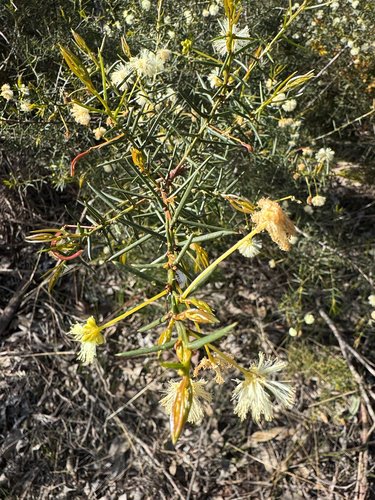 Spreading Wattle