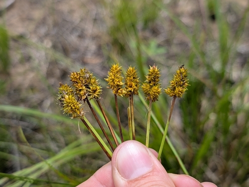 Carex cephalophora, 2026-07-20