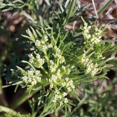 Ammoselinum popei