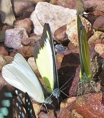 Appias lyncida eleonora