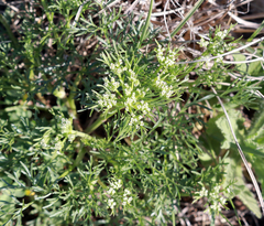 Ammoselinum popei