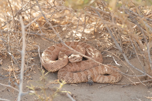 Midget Faded Rattlesnake