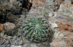 Lobivia kieslingii