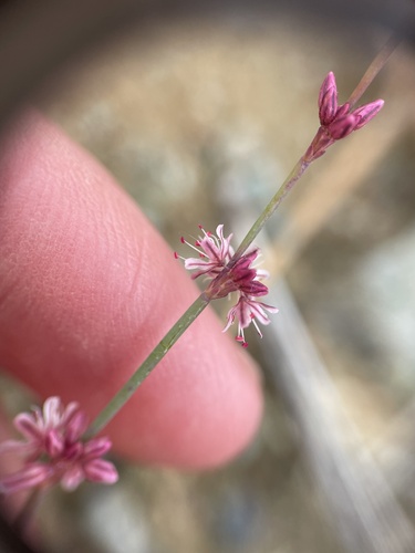 Eriogonum covilleanum observed 2026-04-26