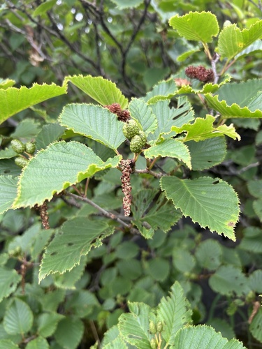Alnus maximowiczii observed 2026-07-20