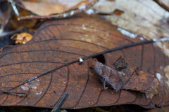 Rhinella margaritifera