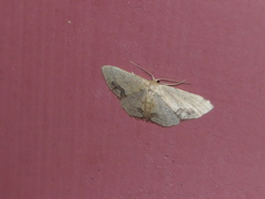 Idaea chotaria
