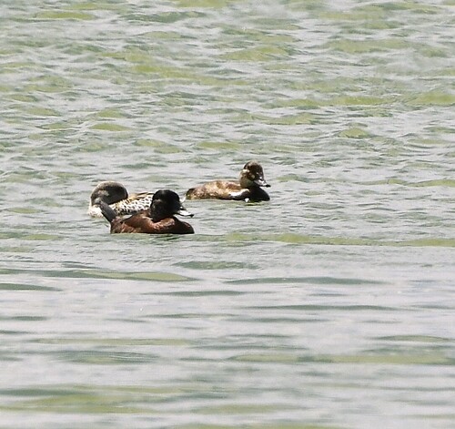 iNaturalist: (c) Kurt Hennige, some rights reserved (CC BY-NC), uploaded by Kurt Hennige iNaturalist image