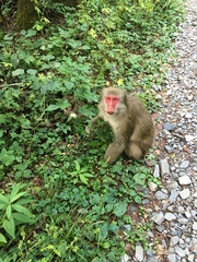Macaca fuscata fuscata