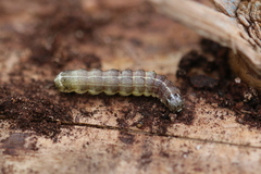 Cosmia trapezina