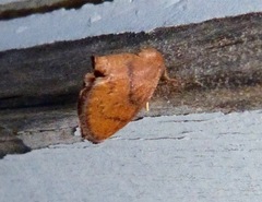 Heterogenea shurtleffi