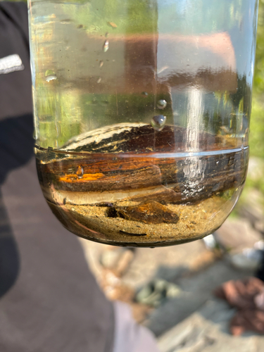 Freshwater Mussels