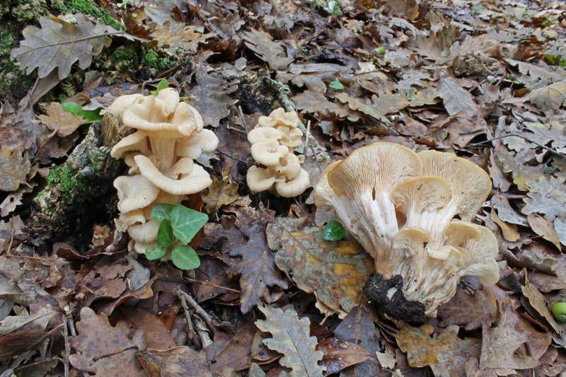 Lentinellus inolens