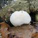 Lion's-mane Mushroom - Photo (c) Davide Puddu, some rights reserved (CC BY-NC)
