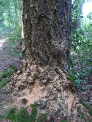 Ectemnius cephalotes