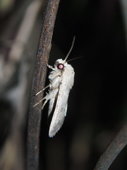 Athetis bremusa