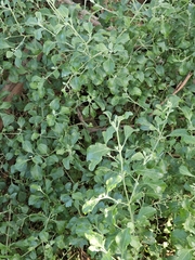 Chenopodium parabolicum, photograph (c) Michael McBain, some rights reserved (CC BY)