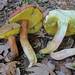 Suede Bolete - Photo (c) Davide Puddu, some rights reserved (CC BY-NC), uploaded by Davide Puddu