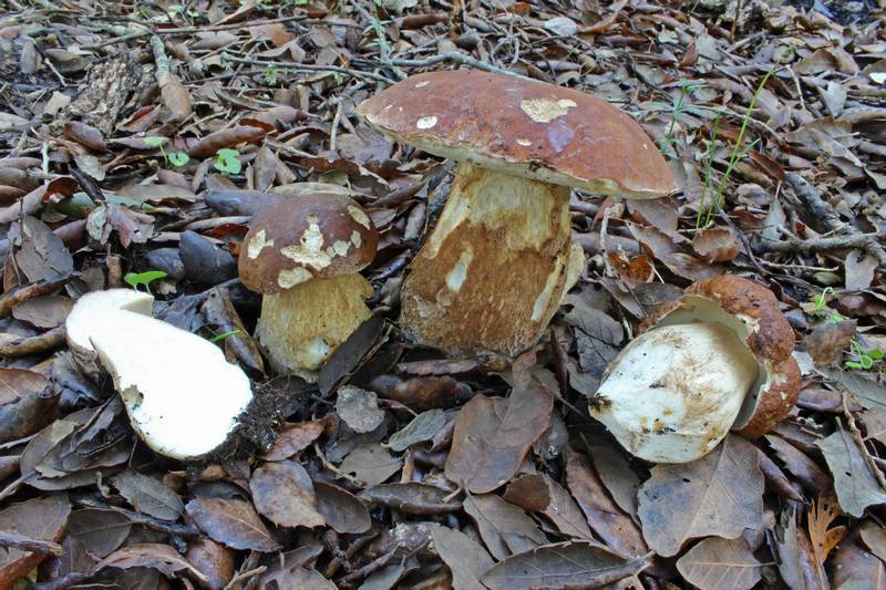 Summer Bolete (Fungi of southern Africa) · iNaturalist