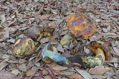 Neoboletus xanthopus