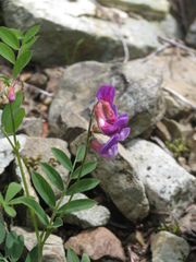 Lathyrus nevadensis