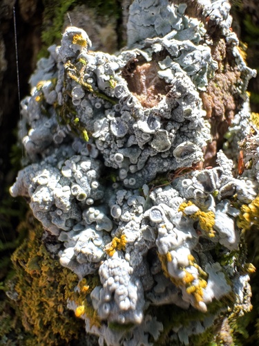 Frosted Rosette Lichen