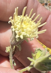 Chaenactis douglasii, photograph (c) Steve Matson, some rights reserved (CC BY)