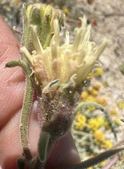 Chaenactis douglasii, photograph (c) Steve Matson, some rights reserved (CC BY)