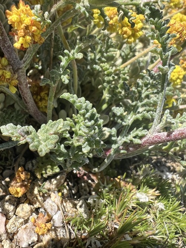 Chaenactis douglasii, photograph 4