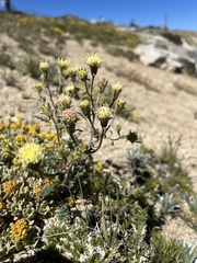 Chaenactis douglasii, photograph (c) Steve Matson, some rights reserved (CC BY)