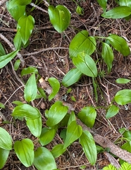 Erythronium montanum