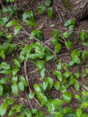 (c) Tom and T Herman, some rights reserved (CC BY) Erythronium montanum, photograph (c) Tom and T Herman, some rights reserved (CC BY)