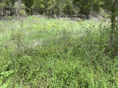 Valerianella ozarkana