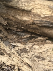 Plestiodon laticeps