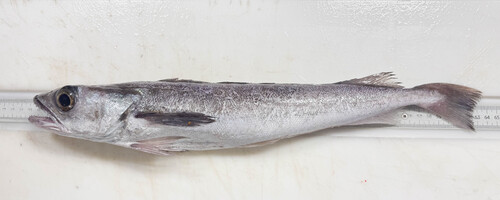 Offshore silver hake (Merluccius albidus) — Merlucciidae