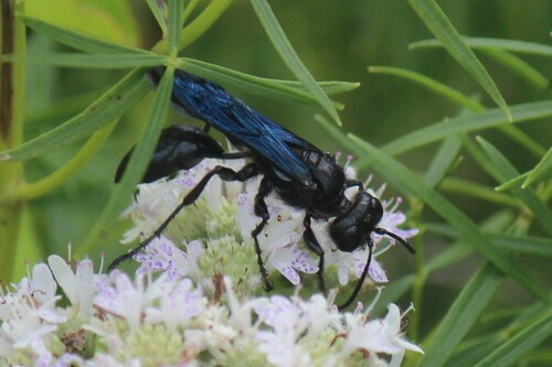 Isodontia philadelphica