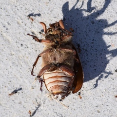 Polyphylla cavifrons